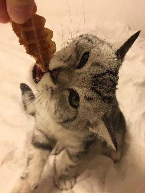 猫咪看见面包比看见猫粮还激动,为什么猫咪那么喜欢吃甜的