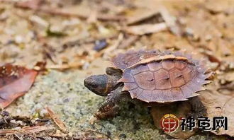 龟趣 刺山龟 记忆中感悟大自然的神奇 收藏龟种推荐