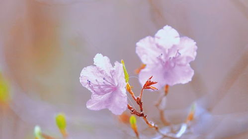 潮玩保定 冰川与红花同春共夏 这奇观怎能错过