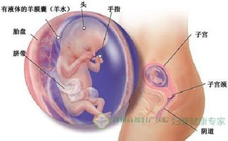 怀孕三个月胎儿大小
