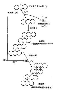 用玻璃棒搅动新鲜血液可阻碍其凝固是因为除却纤维蛋白？？？？