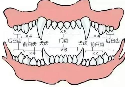 双排牙影响狗狗寿命 你家狗子的牙齿还好吗