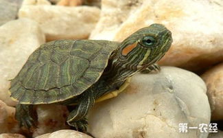 生态杀手 巴西龟的危害有哪些