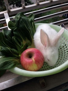 小兔子怎么养活啊 没养过,每天给它吃什么 吃多少 