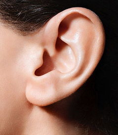 耳朵大 命更长 耳朵与长寿之间的神秘联系