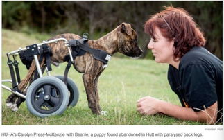 beanie的新生 残疾小狗安装轮车代替后腿行动