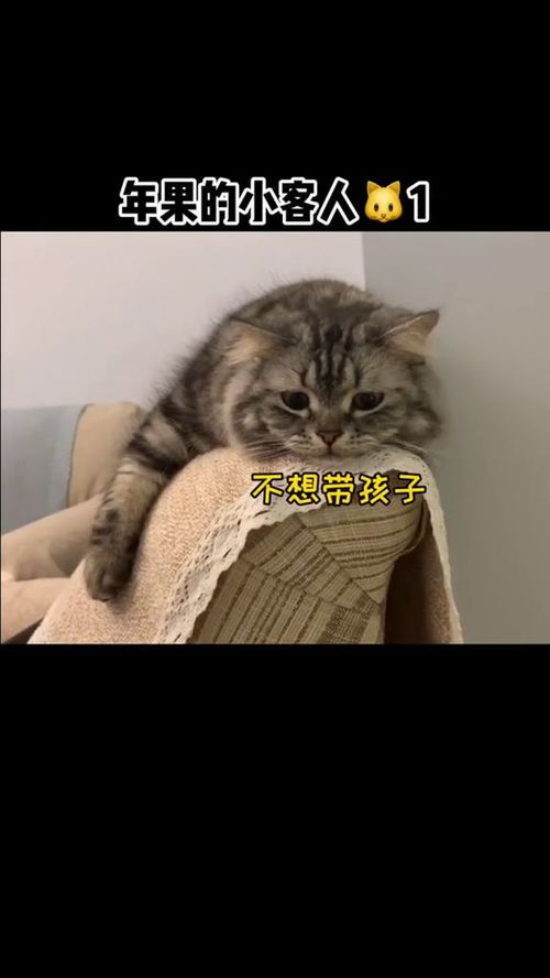 拜托大家给小奶猫取个名吧 