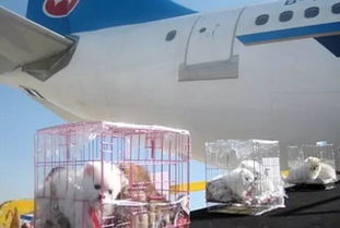 暑期乘飞机托运宠物多两成 想托运起飞前72小时前联系航空公司 