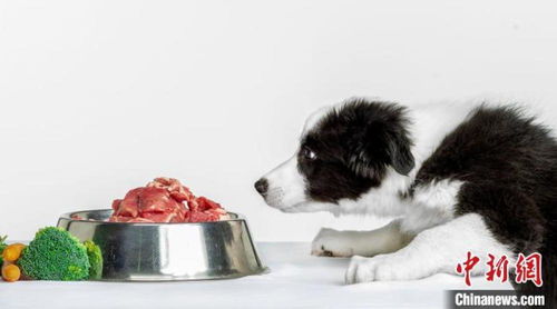 国际最新研究 宠物狗幼崽饮食非加工类等食品或降低消化风险