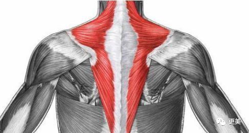 斜方肌不锻炼会消除吗(斜方肌不好会出现什么问题)