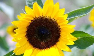 太阳花有种子吗,什么太阳花会有种子
