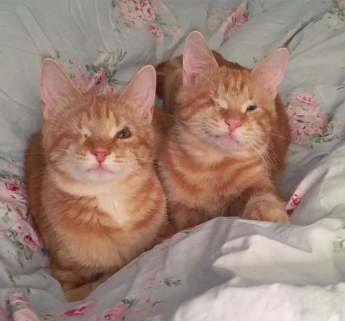 两橘猫都仅有一只眼睛,紧紧拥抱不离不弃,喵 生活不能打败可爱