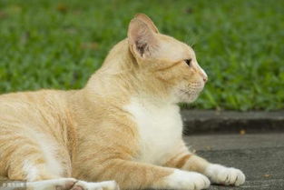 橘猫文化探秘 橘猫是什么品种 大概是长着橘色皮毛的猪吧 