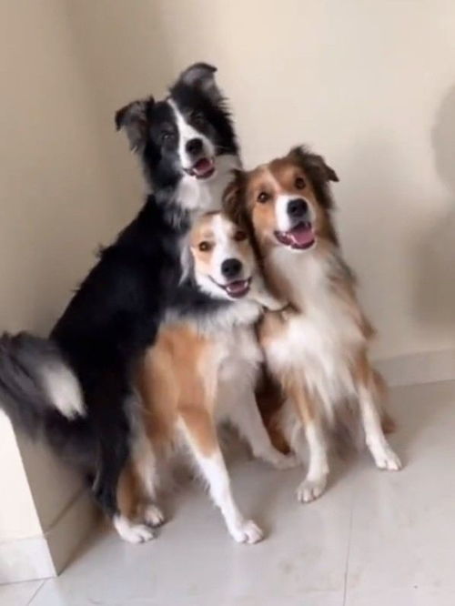 一起长大的3只狗狗,每次拍照都要抱在一起 