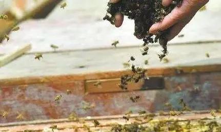 蜜蜂越冬前雄蜂大量死亡在巢门口是怎么回事 如何解决