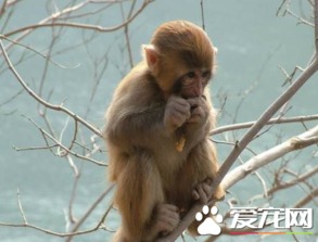 什么猴子可以养 日本袖珍石猴风靡一时