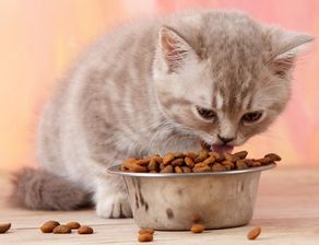 猫挑剔猫粮哄也不吃,猫挑剔猫粮什么都不吃