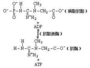 磷酸肌酸激酶是什么指标？偏高的原因是什么？有什么影响？日常生活中应注意什么？