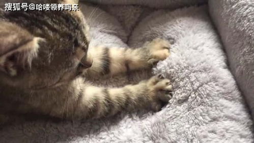 为啥有的小猫咪学不会踩奶 猫咪踩奶这件事,没有你想的那么简单