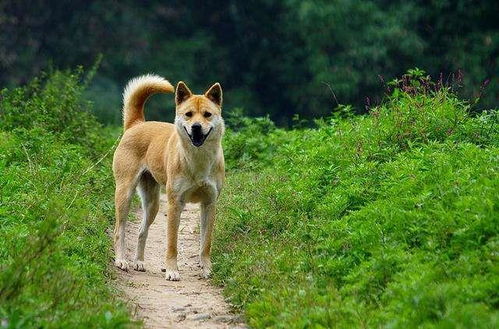 中华田园犬能办狗证了 深圳修改禁养犬,土狗终于不被歧视