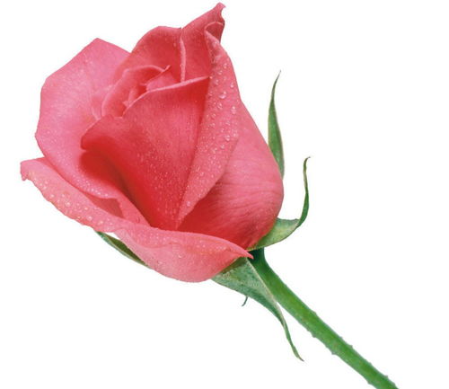 一种血红红白色渐变的玫瑰花叫什么(带红色边白色底的玫瑰叫什么)