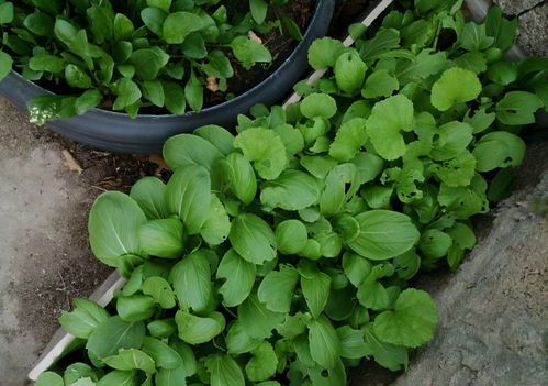 阳台上非常容易种植的几种蔬菜