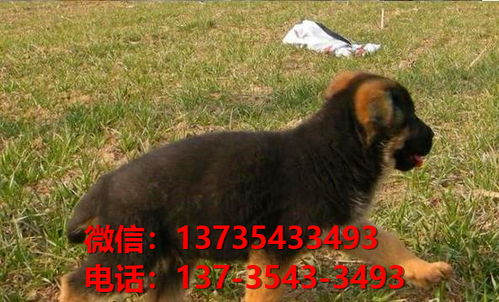 秦皇岛宠物狗犬舍出售纯种德牧犬幼犬卖狗买狗市场在哪