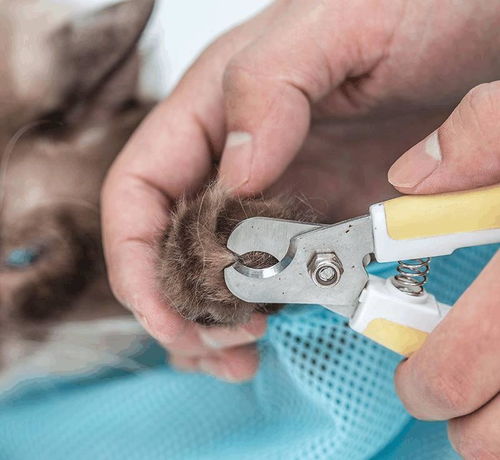 猫咪指甲伤人 你知道如何正确的给猫咪剪指甲吗