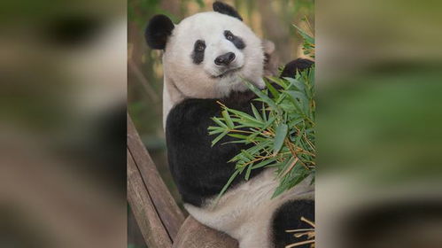 让所有熊猫听指挥,网红花花亲爷爷,钓猫王者谭爷爷有何魅力 2