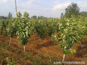 樱桃种植太麻烦和什么有关 是管理 还是施肥 