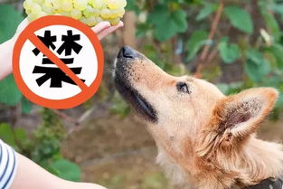 夏天不要给狗狗瞎喂水果,尤其是这3种