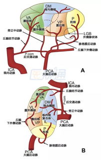 后丘脑部位图片 搜狗图片搜索