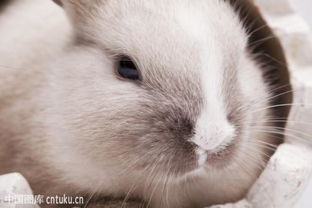 小兔子耳朵竖起来是什么意思 