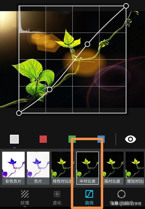 植物逆光摄影技巧大全,光斑光晕和星芒,轮廓光剪影和透亮 