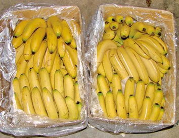 一般香蕉多少钱一斤 香蕉5元一斤算贵吗
