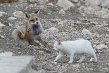 跨越物种的深厚感情 狐狸与猫嬉戏分享食物 
