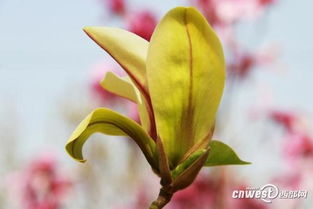 给花征名啦 西安植物园2个玉兰新品种等你起名 