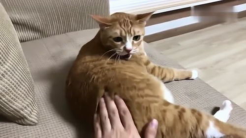 猫咪躺在沙发上玩,主人一直拍它,猫咪生气了抓着主人的手就要咬 