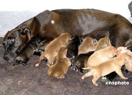 三岁狗妈妈一胎生出16只小狗 