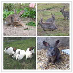 古丈养殖新西兰兔附近哪里有大型肉兔养殖场
