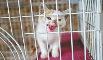 郑州一家宠物救助中心为近百只流浪猫狗找新家
