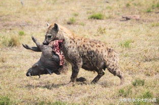人类碰见非洲鬣狗该怎么办