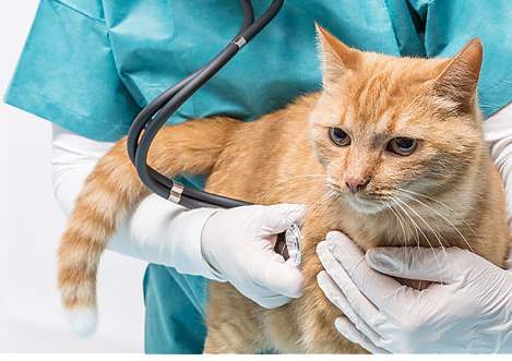 养宠经验 猫咪黄疸严重怎么办