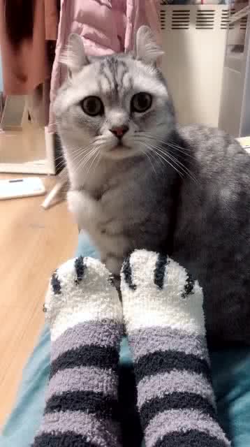 当你穿上猫袜的时候,猫的一脸生无可恋,心里肯定在想这是哪个倒霉同伴啊 