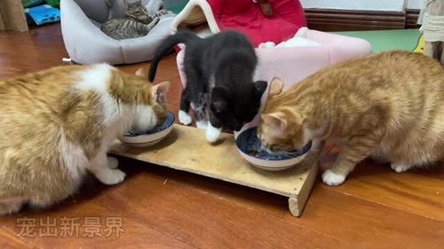 小猫自从吃过一次生肉后,再也不喜欢吃熟的,一大盘都不够吃 
