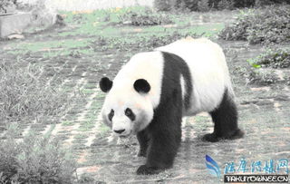 为什么熊猫幼仔那么小 熊猫属于猫科还是熊科的动物