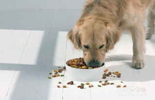 狗狗吃多少狗粮最好,怎么控制食量 