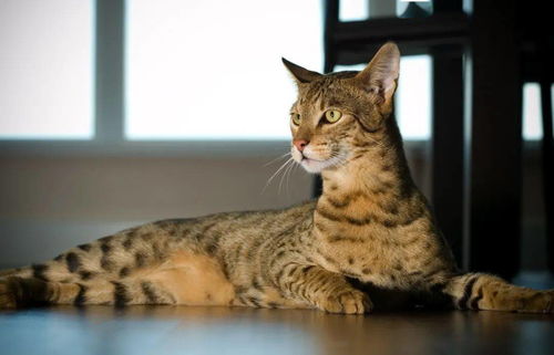 如何培育出世界上最贵的猫 阿舍拉猫