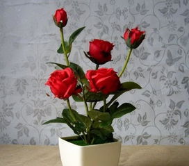 小玫瑰盆栽怎么养,在花店里买的鲜玫瑰花如何让它更好的生长？
