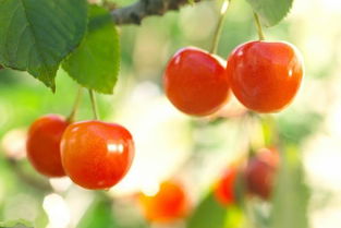 樱桃树苗的种植方法,樱桃树种植的正确方法